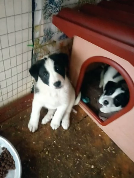 Diana e Olga, taglia grande! 