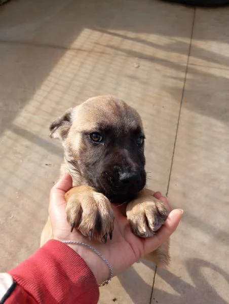 Annabelle, mix pittbull/boxer! 