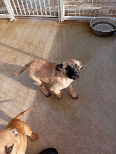 Annabelle, mix pittbull/boxer!  | Foto 2