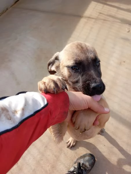 Annabelle, mix pittbull/boxer!  | Foto 1