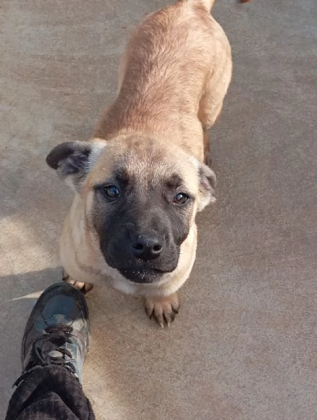 Annabelle, mix pittbull/boxer!  | Foto 0