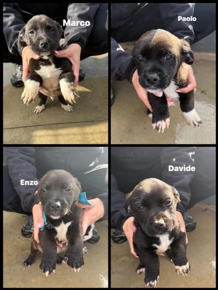 Quattro cuccioli simil pitt! 