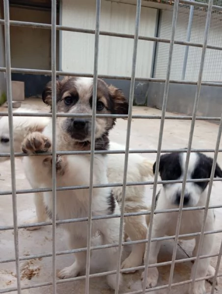 Peggy, taglia media!  | Foto 0