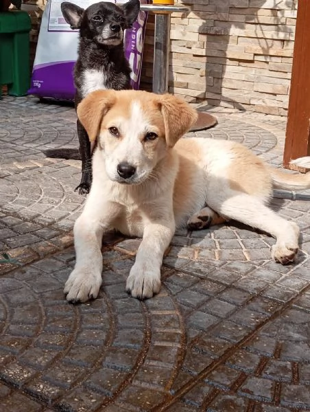 Anna, taglia media(25kg-4 mesi)  | Foto 5