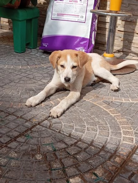 Anna, taglia media(25kg-4 mesi)  | Foto 4