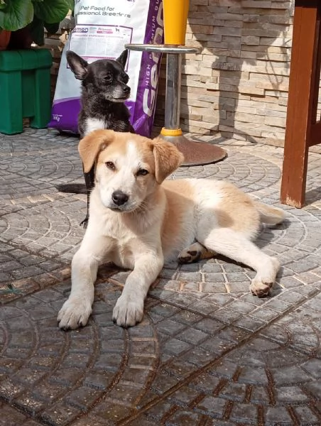 Anna, taglia media(25kg-4 mesi)  | Foto 3