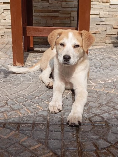 Anna, taglia media(25kg-4 mesi)  | Foto 2