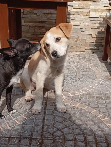 Anna, taglia media(25kg-4 mesi)  | Foto 1