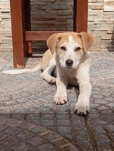 Anna, taglia media(25kg-4 mesi) 