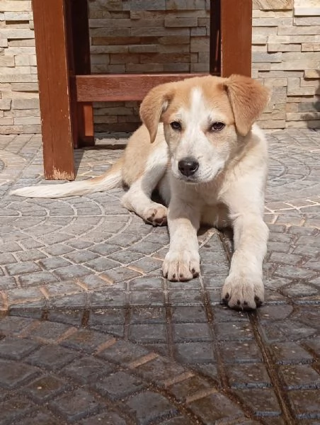 Anna, taglia media(25kg-4 mesi)  | Foto 0