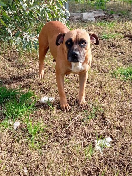 Zoe, incrocio boxer! (2 anni)  | Foto 2