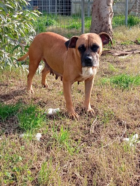Zoe, incrocio boxer! (2 anni)  | Foto 1