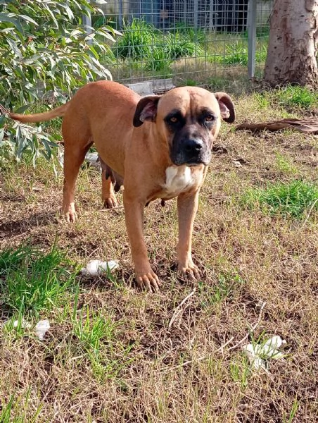 Zoe, incrocio boxer! (2 anni)  | Foto 0