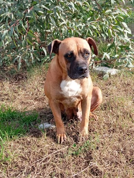 Zoe, incrocio boxer! (2 anni) 