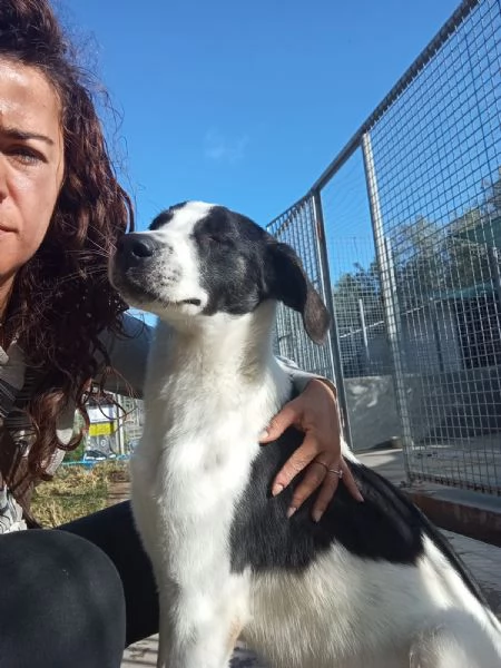 Snoopy, taglia media (1 anno)  | Foto 5