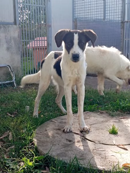 Snoopy, taglia media (1 anno)  | Foto 4