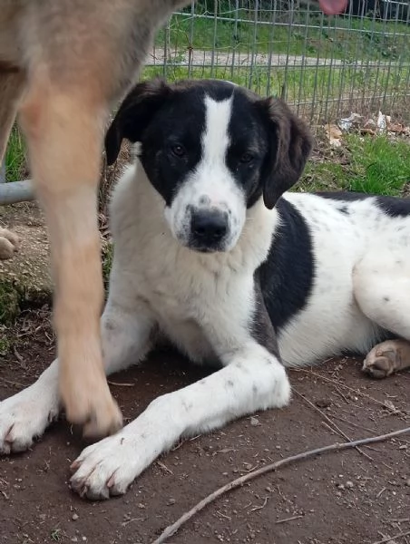 Snoopy, taglia media (1 anno)  | Foto 3