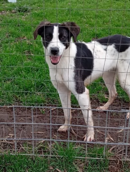 Snoopy, taglia media (1 anno)  | Foto 2