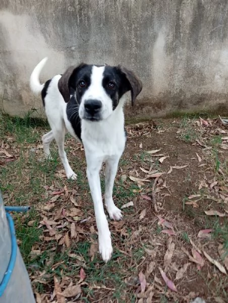 Snoopy, taglia media (1 anno)  | Foto 1