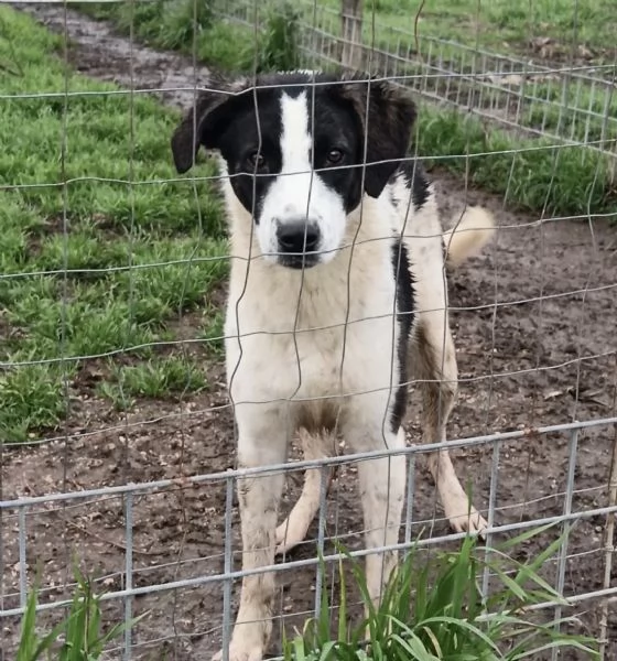 Snoopy, taglia media (1 anno) 