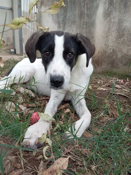 Snoopy, taglia media (1 anno)  | Foto 0