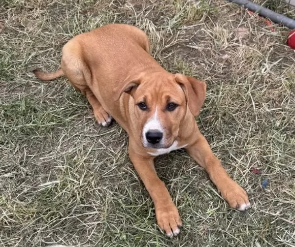 Camilla, incrocio pittbull! - 5 mesi | Foto 1