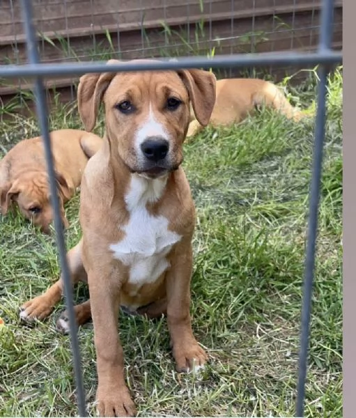 Camilla, incrocio pittbull! - 5 mesi | Foto 0