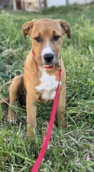 Camilla, incrocio pittbull! - 5 mesi