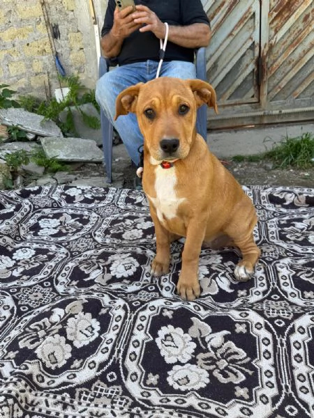 Dora, incrocio pittbull! (5 mesi)  | Foto 1