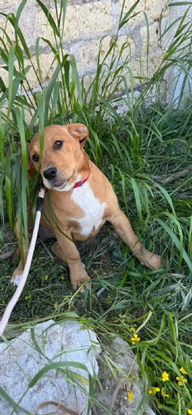 Dora, incrocio pittbull! (5 mesi) 
