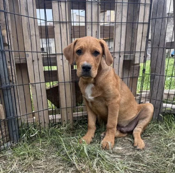 Dilan, incrocio pittbull! (5mesi)