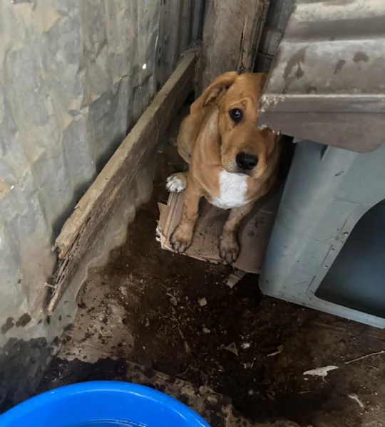 Dilan, incrocio pittbull! (5mesi) | Foto 0