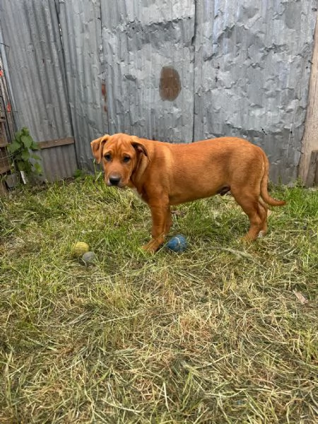 Eros, incrocio pittbull! (5 mesi) 