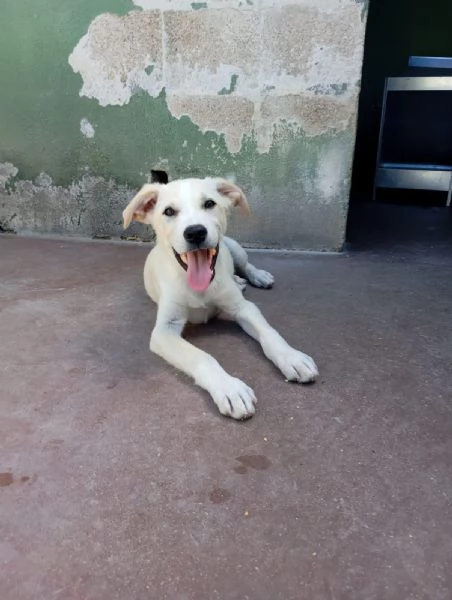 Harry, mix labrador/golden!  | Foto 3