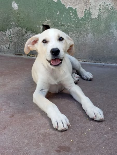 Harry, mix labrador/golden!  | Foto 2