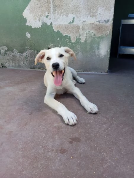 Harry, mix labrador/golden!  | Foto 1