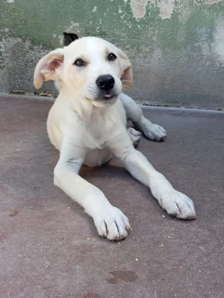Harry, mix labrador/golden!  | Foto 0