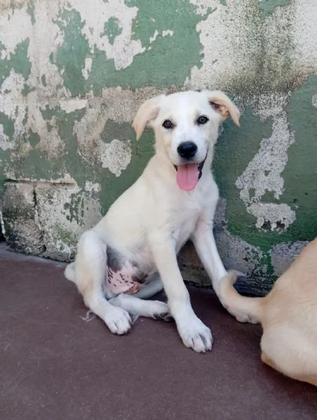 Harry, mix labrador/golden! 