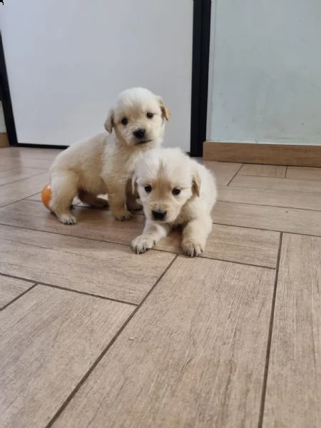 ultimi due cuccioli di golden retriever con pedigree | Foto 1
