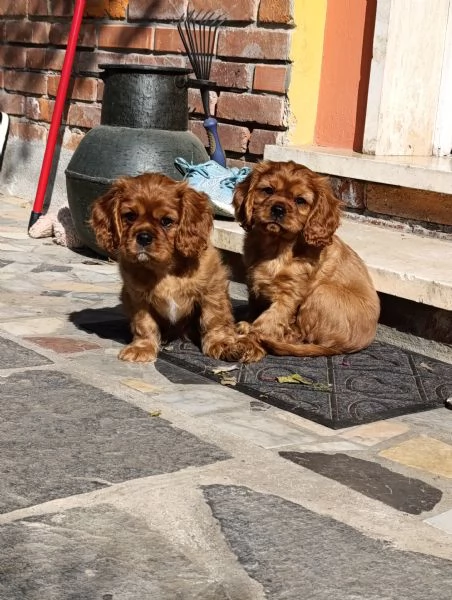 Cucciolo di cavalier king con Pedigree ENCI  | Foto 1