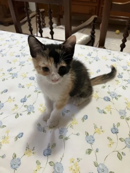 Regalo bellissima gattina