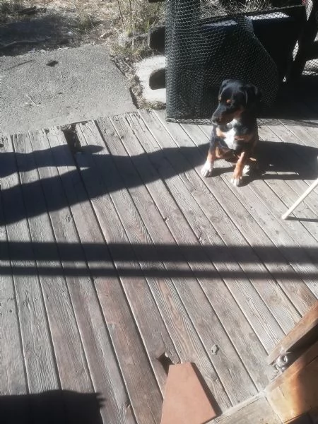 regalo cucciolo misto rotwailer  | Foto 3