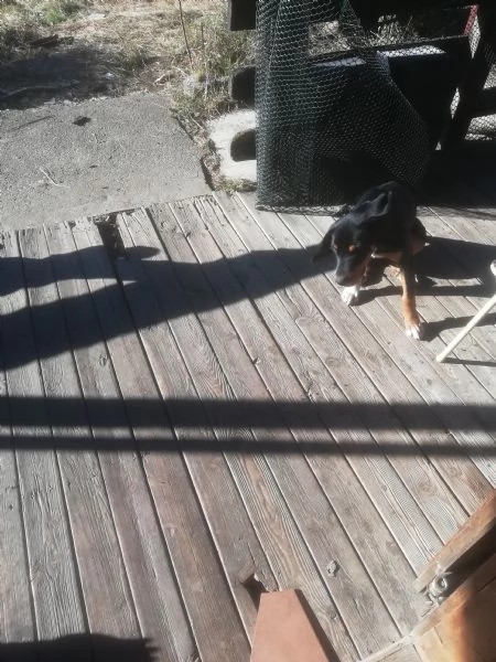 regalo cucciolo misto rotwailer  | Foto 1