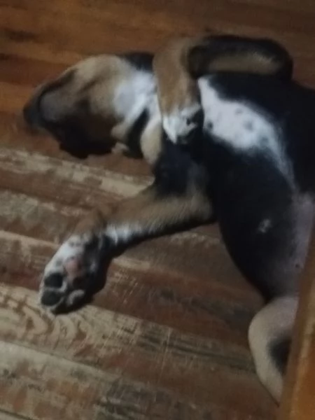 regalo cucciolo misto rotwailer  | Foto 0