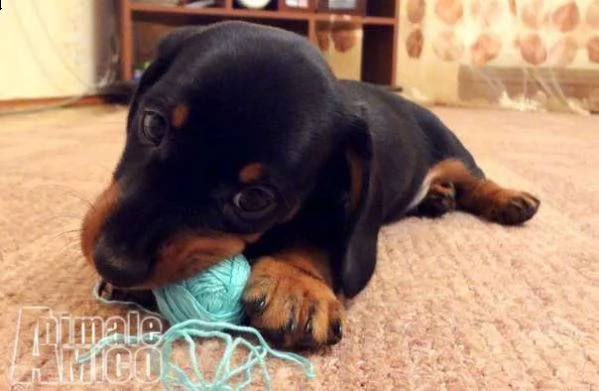 cuccioli di bassotto nano italiani