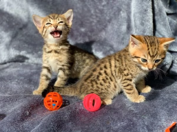 bellissimi gattini bengala | Foto 0