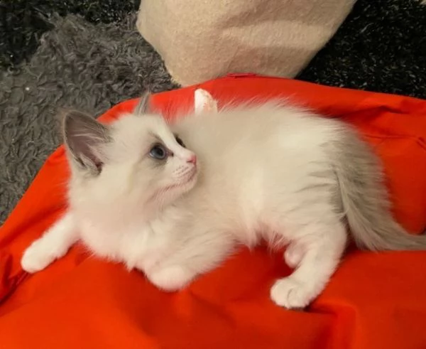 ragdoll seal-point razza pura | Foto 0