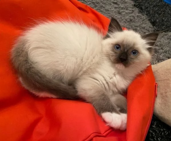 ragdoll seal-point razza pura