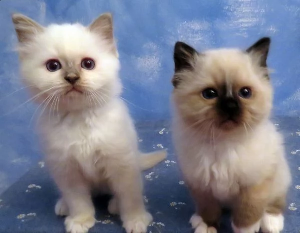 sacro di birmania anfi pedigree