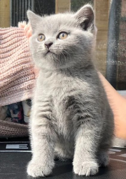 british shorthair anfi | Foto 0